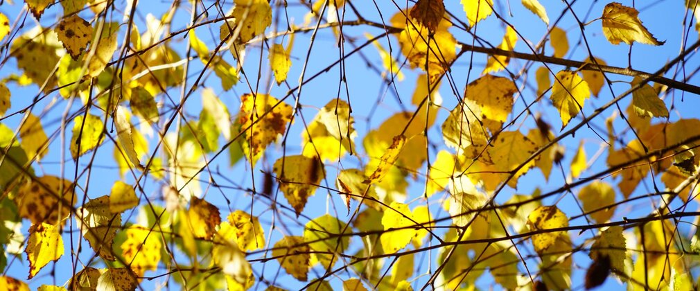 Yellow autumn leaves of a silver birch tree against a blue sky.