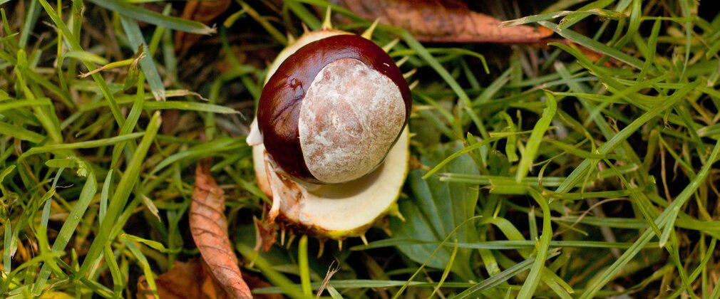 A single glossy conker lying in its open case on grass.