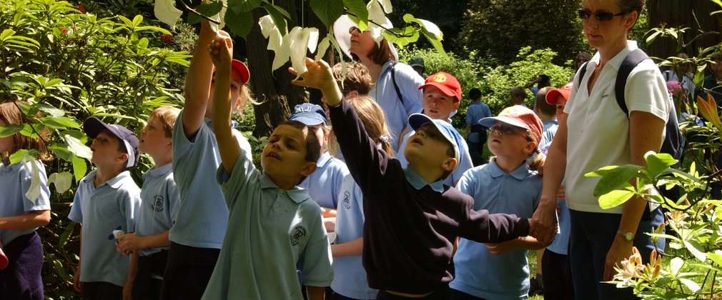 School children looking at the handkerchief tree