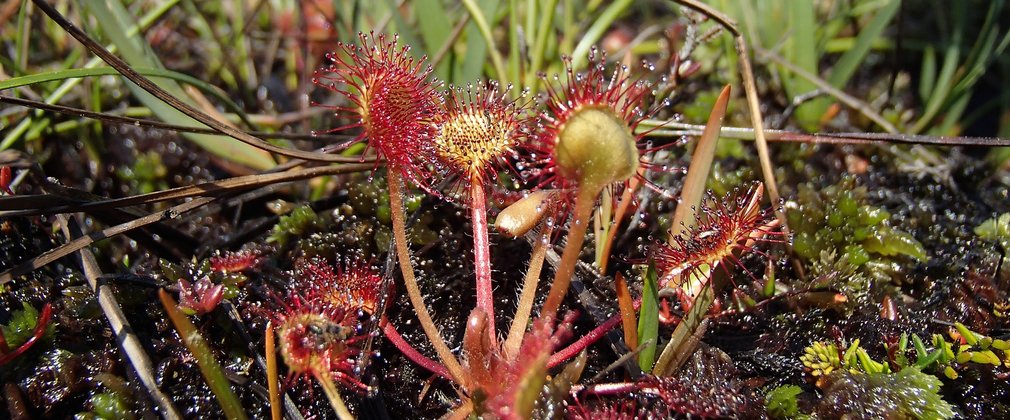 Sundew plant pictured in a boggy habitat