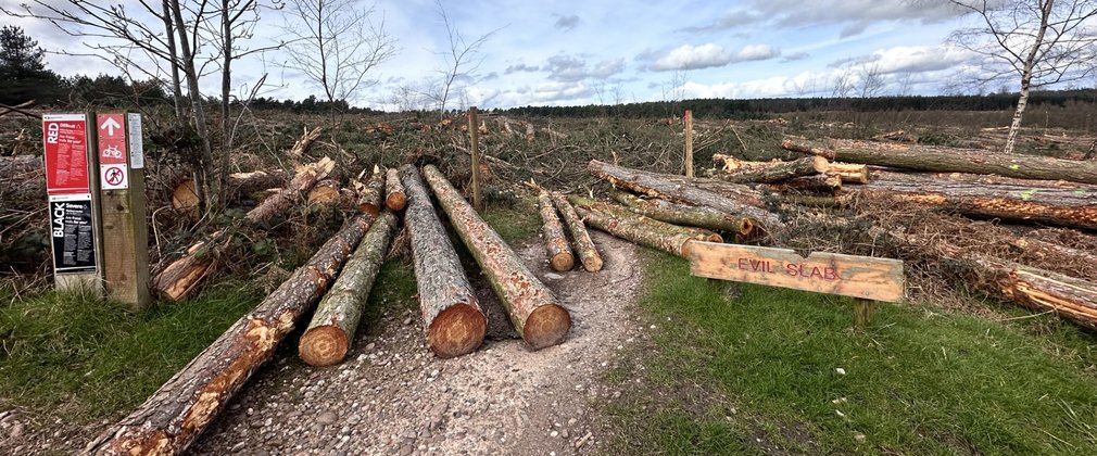 Logs at the beginning of a mountain bike trail