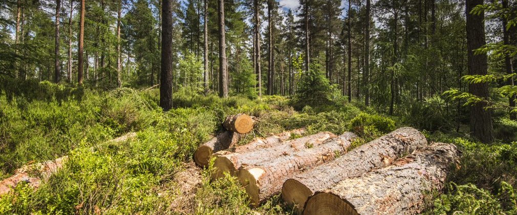 Six logs on the ground in the sun within a conifer forest with a blue sky background