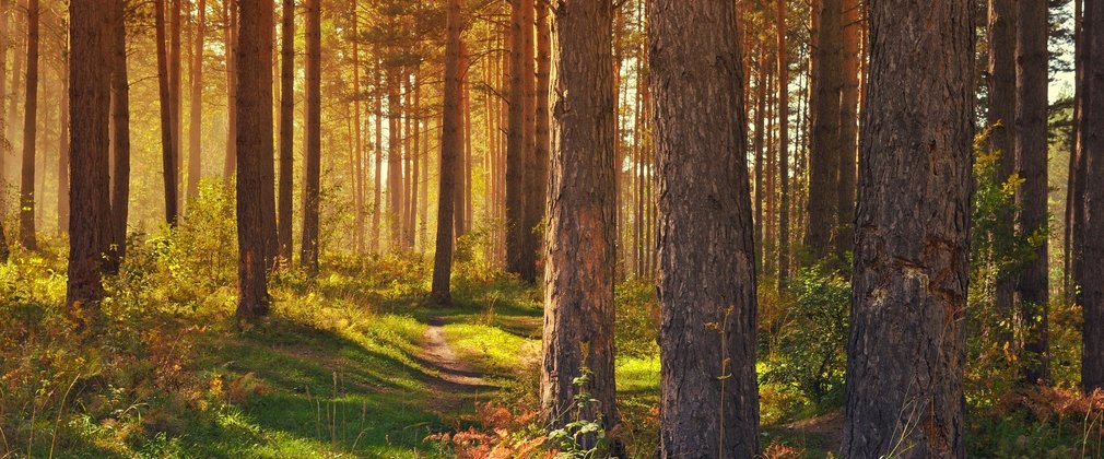 Conifer forest lit by sunshine