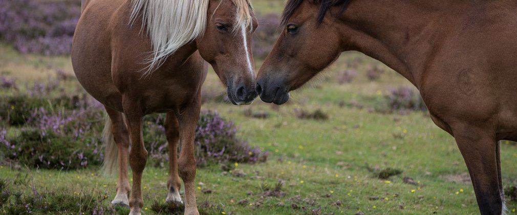 Two ponies New Forest