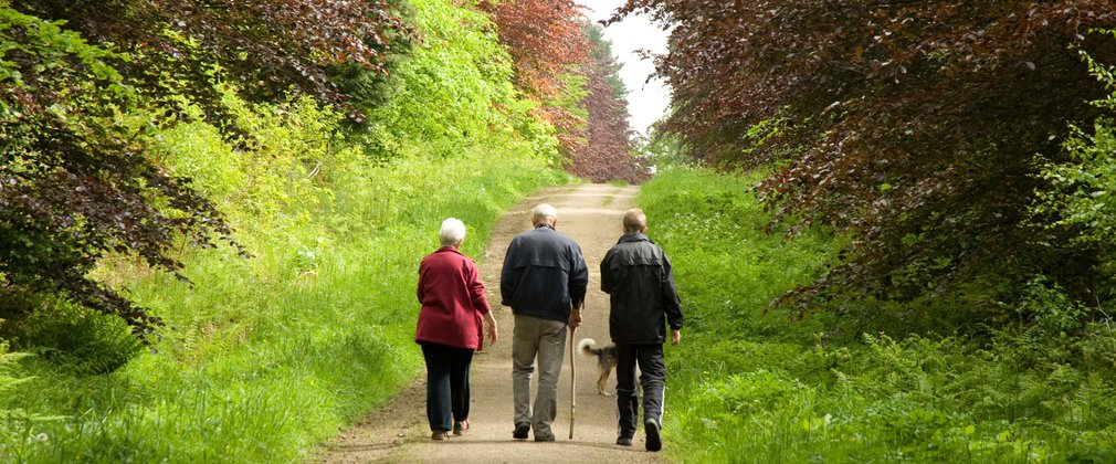 Three people walking along a forest track