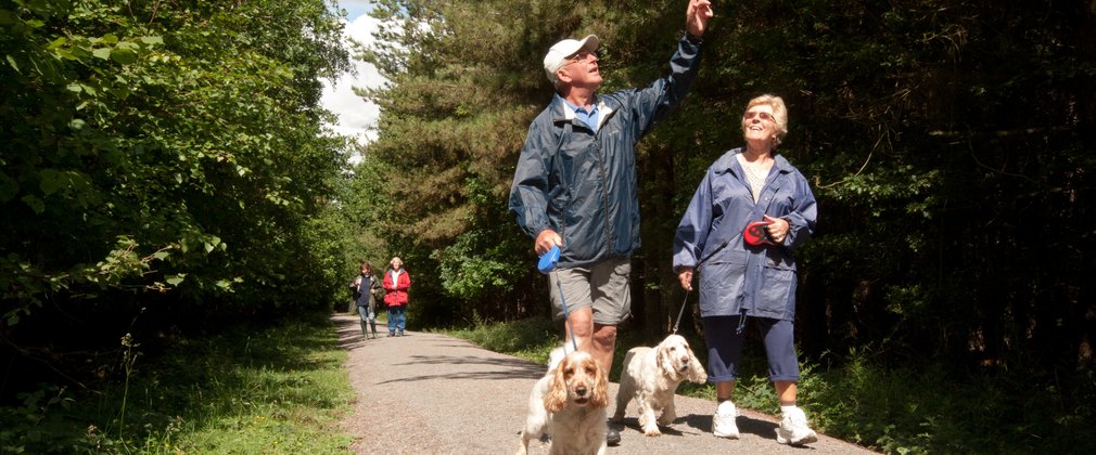 A group of older people walking their dogs through the forest.