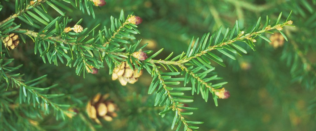Close-up of needles on a Western Hemlock showing buds and cones
