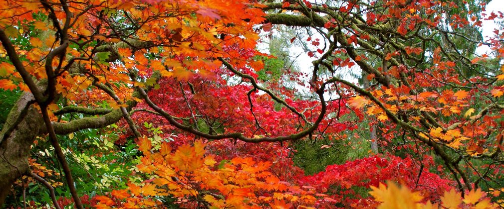 Vibrant red, orange and gold autumn leaves on maple trees, framed by twisting moss-covered branches in a woodland setting.