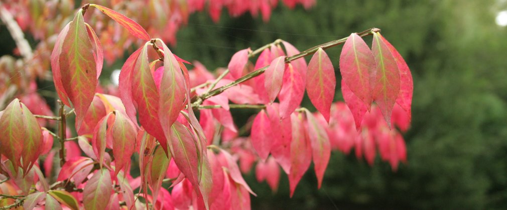 Leaves of Euonymus alatus Signature Trees Westonbirt 