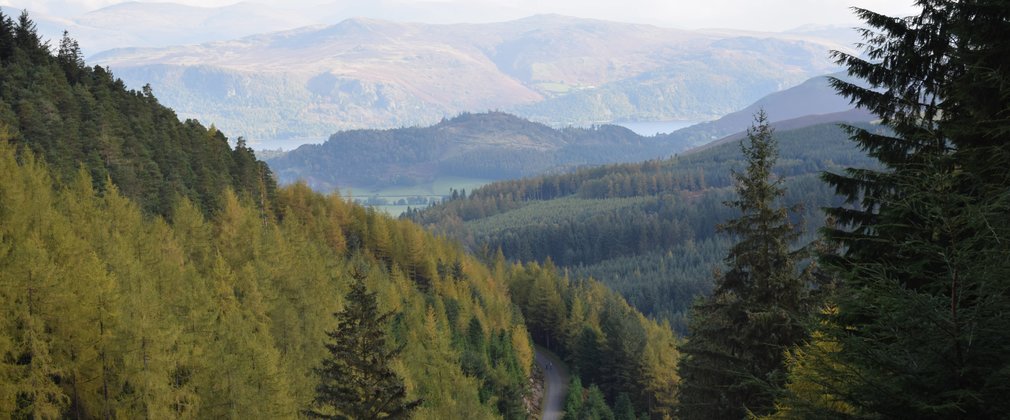 Landscape at Whinlatter