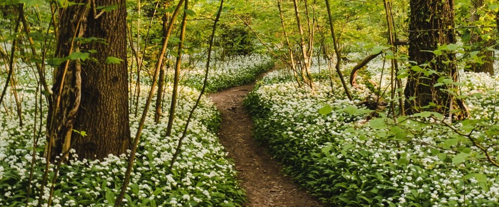 A winding woodland path, edged by wild garlic.