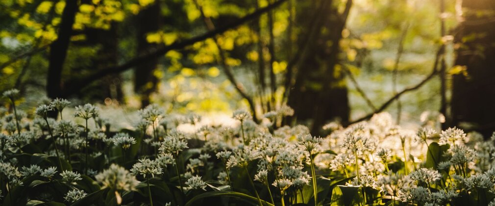 Flowering wild garlic against a sunny woodland backdrop.