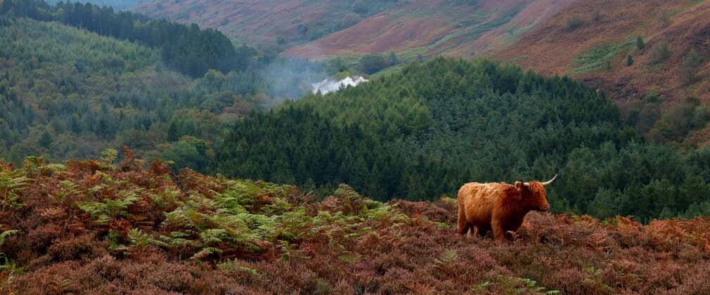 A highland cow stood on the edge of a moorland and forest landscape with a steam train running through the centre of the valley.