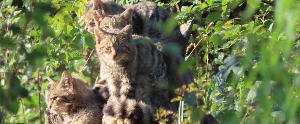 Four European wildcats clustered together among green foliage.