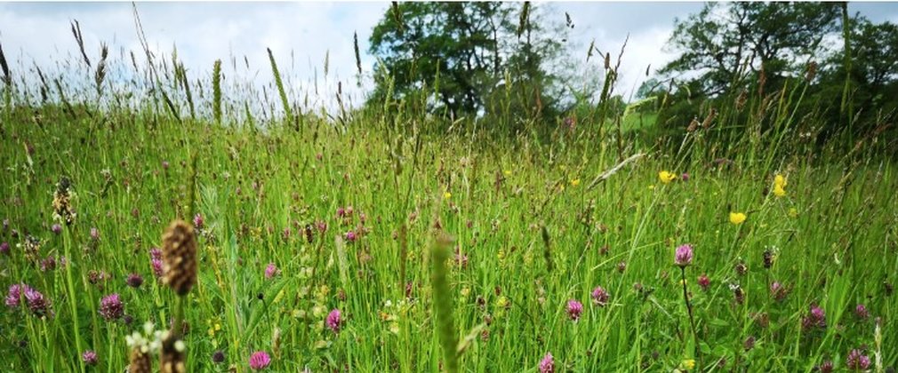 wildflower meadow