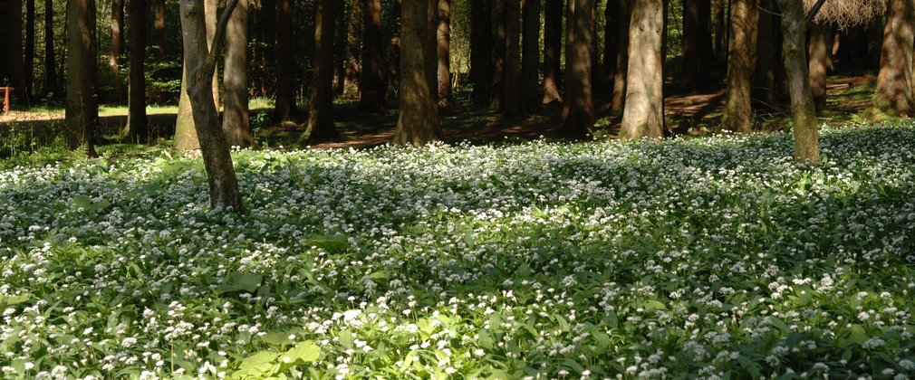 Wild garlic in spring
