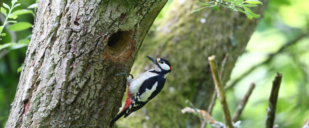 Spotted Woodpecker