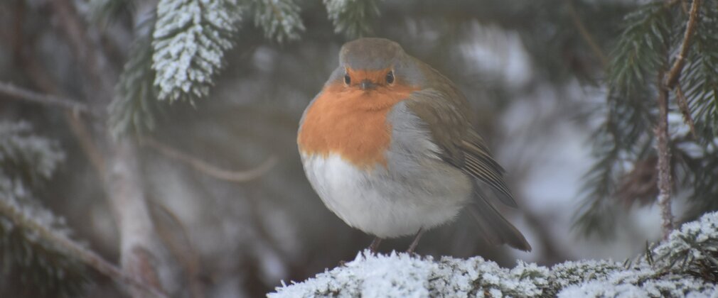 A robin faces the camera, perched on a snow-covered fir-tree branch.