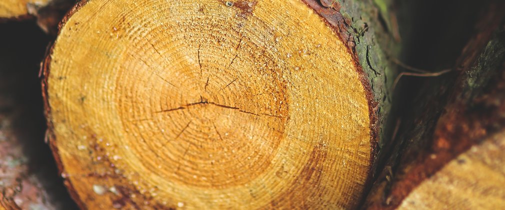 timber stack close up to show tree rings of a trunk