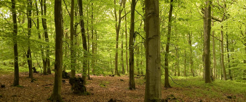 Generic woodland