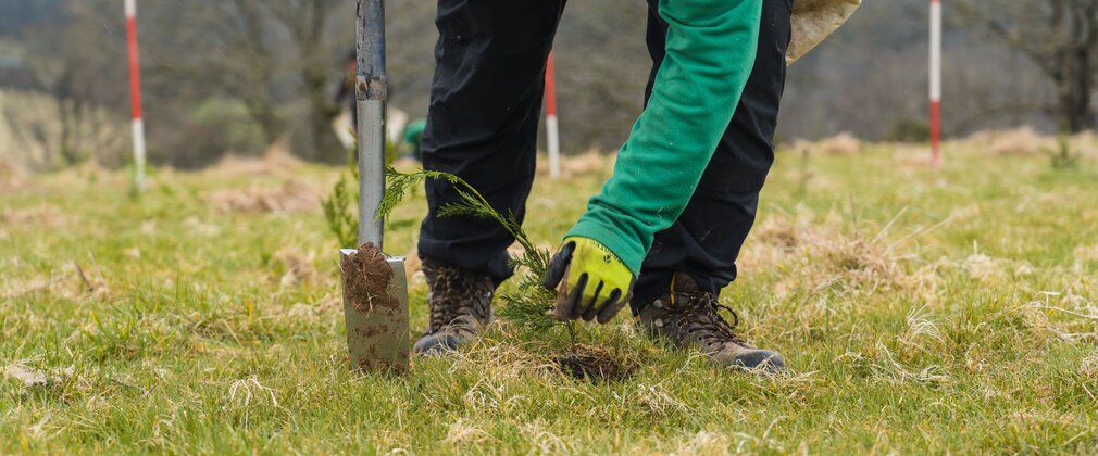 Person crouched over, planting a tree sapling in grass.