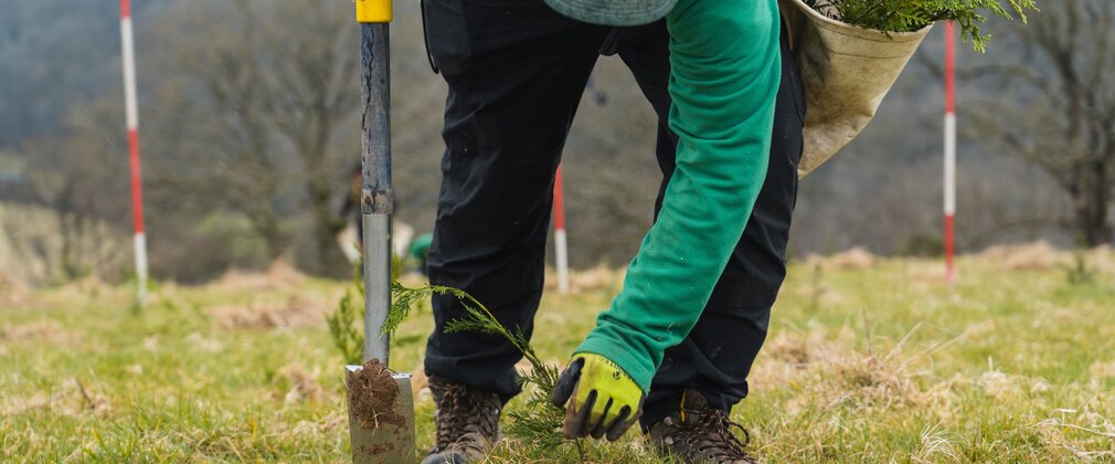 Person crouched over, planting a tree sapling in grass.