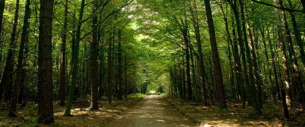 woodland landscape