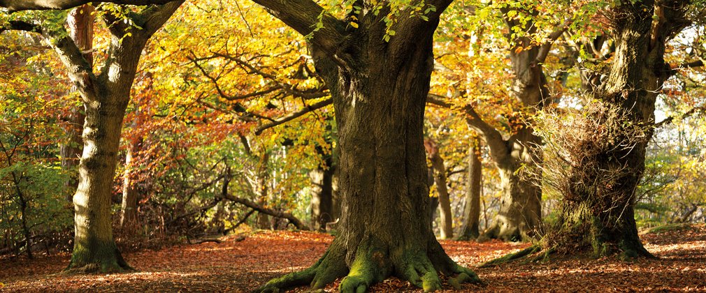 woodland landscape