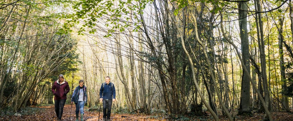 Three adults walk on fallen leaves underneath broadleaf trees