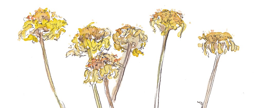 A painting of yellow flowers on long stems 