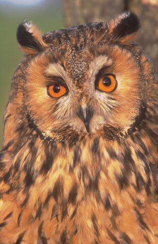 Long Eared Owl Cole up of long eared owl