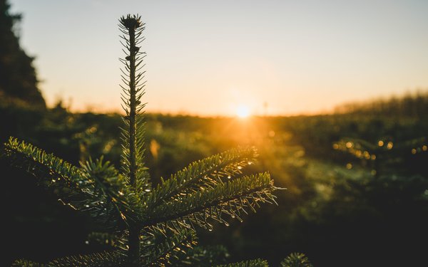 Top of christmas tree sunrise