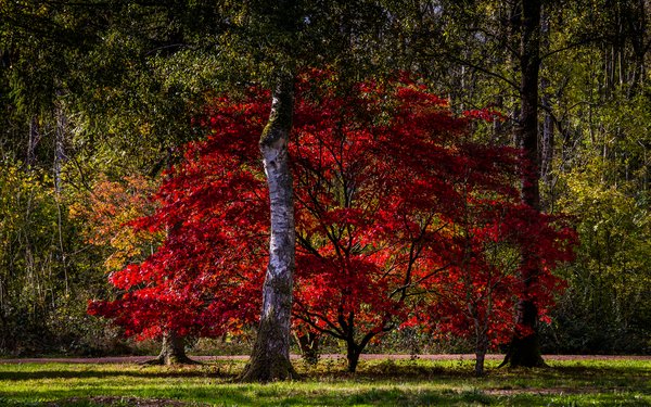 Autumn Westonbirt