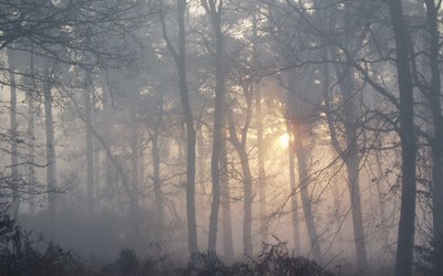 Search Forestry England