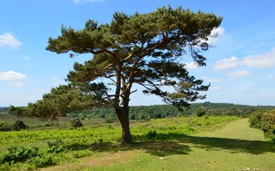 The open forest landscape within the New Forest National Park