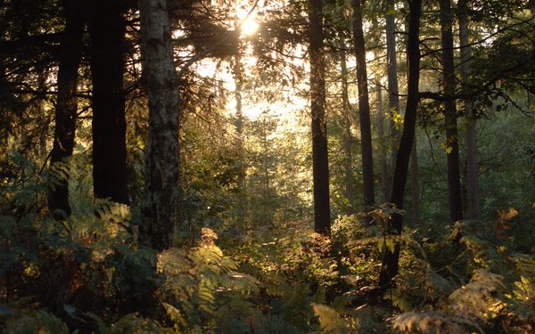 Search Forestry England