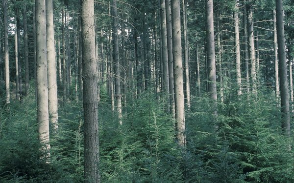 Douglas fir