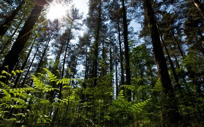 Sun shining through the trees in a pine forest