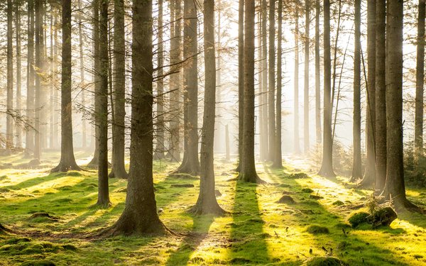 Search Forestry England