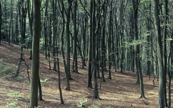 Search Forestry England