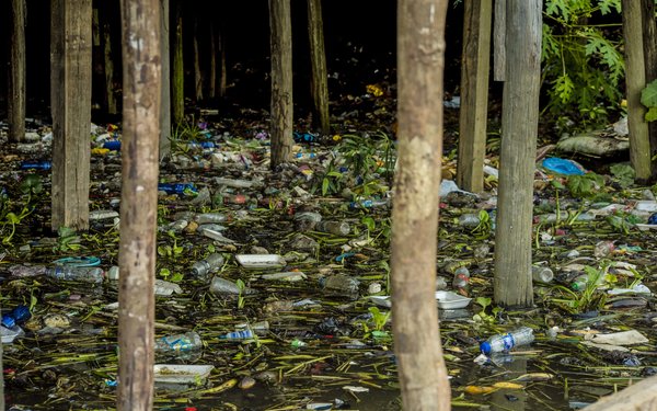 Plastic bottles floating among trees