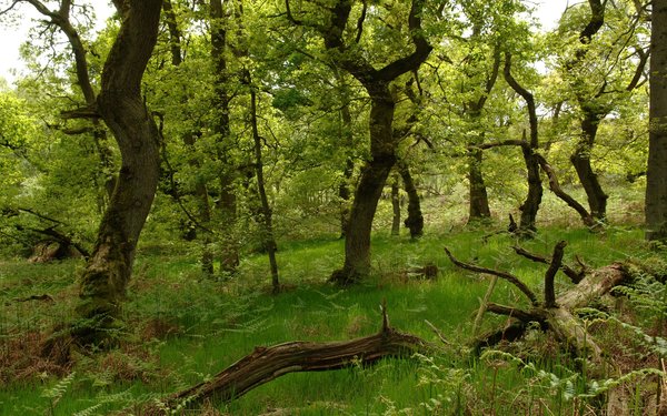 Holystone woodland