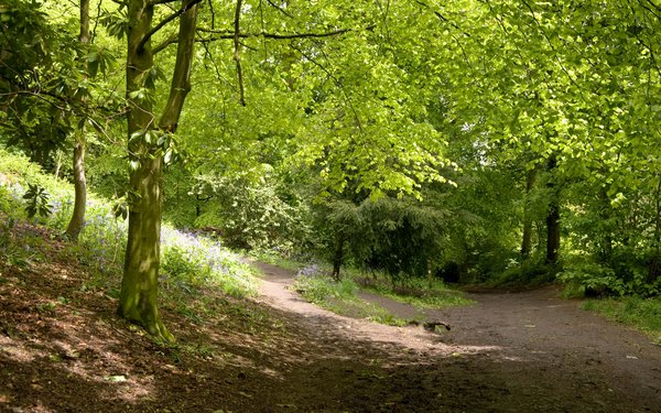 Shaded forest woodland walk
