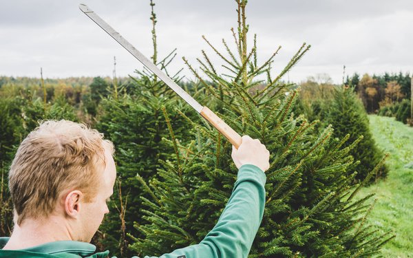 Man pruning a Christmas tree