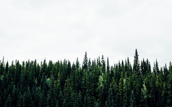 Search Forestry England - 