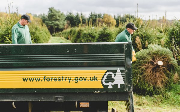 Loading Christmas trees into a Forestry Commission vehicle