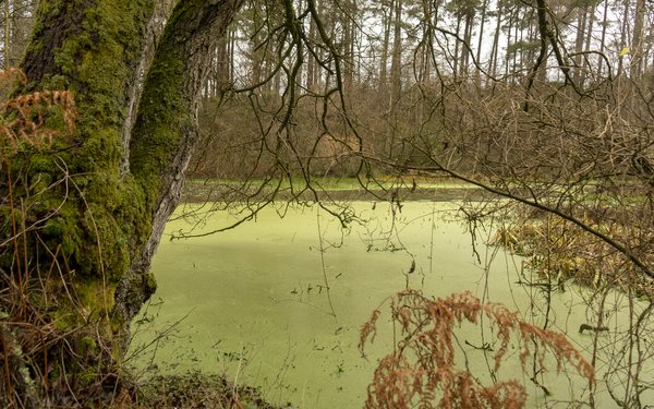 Wetland with trees behind