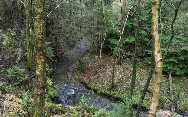 River running through woodland