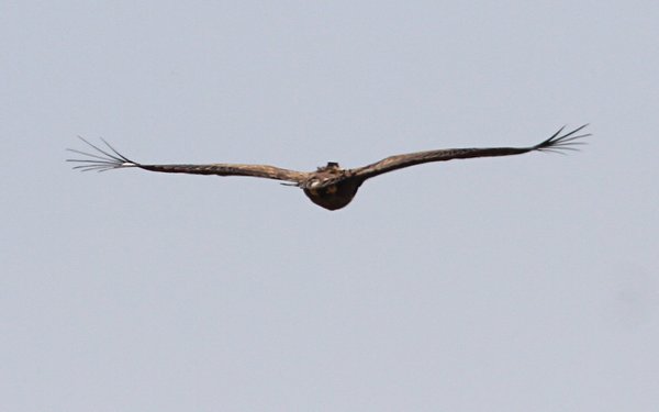 Eagle flying through sky
