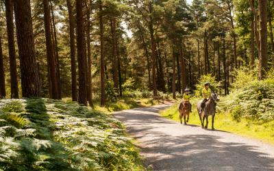 Horse riders on a woodland trail